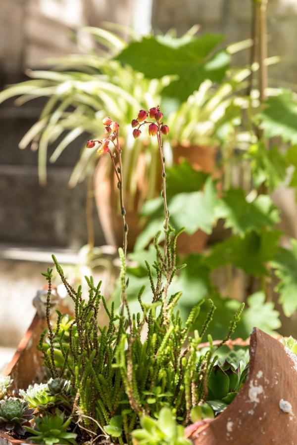 Luxury Apartment Silvana With Beautiful Garden Split Eksteriør bilde